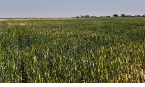 Organic Farmimg 